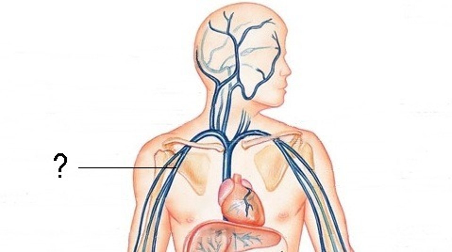 <p>accompanying vein of axillary artery, located medial &amp; superficial to axillary artery</p>