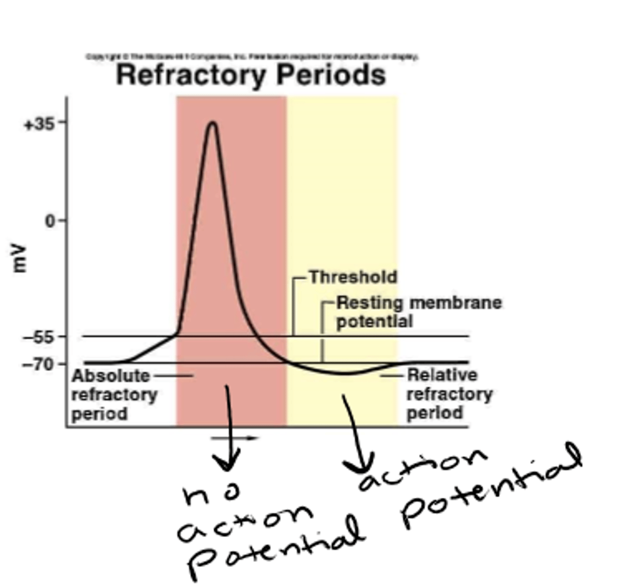 <p>absolute refractory</p>