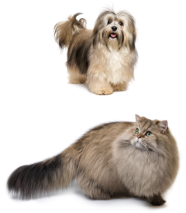 <p>Animal Description: Long Hair</p>