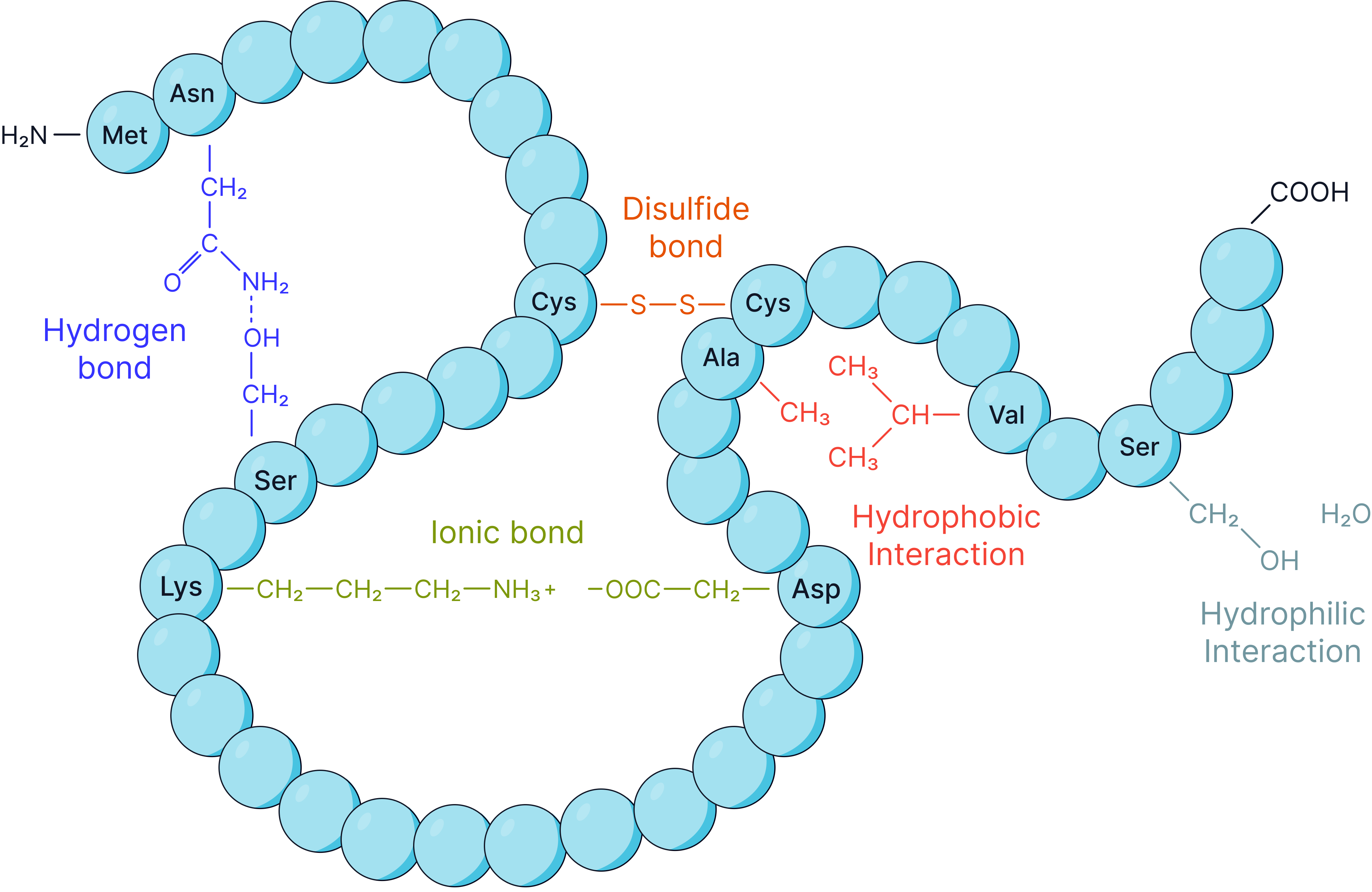 <ul><li><p>Further folding and coiling due to interactions between <strong>R groups</strong>, including hydrogen bonds, ionic bonds and disulphide bonds (strong, covalent bonds between cysteine residues) that typically do not break when a protein is denatured.</p></li></ul><ul><li><p>This structure determines the protein’s specific 3D shape and specific functional properties.</p></li></ul><p></p>