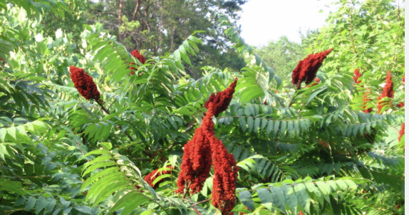 <p>smooth sumac</p>