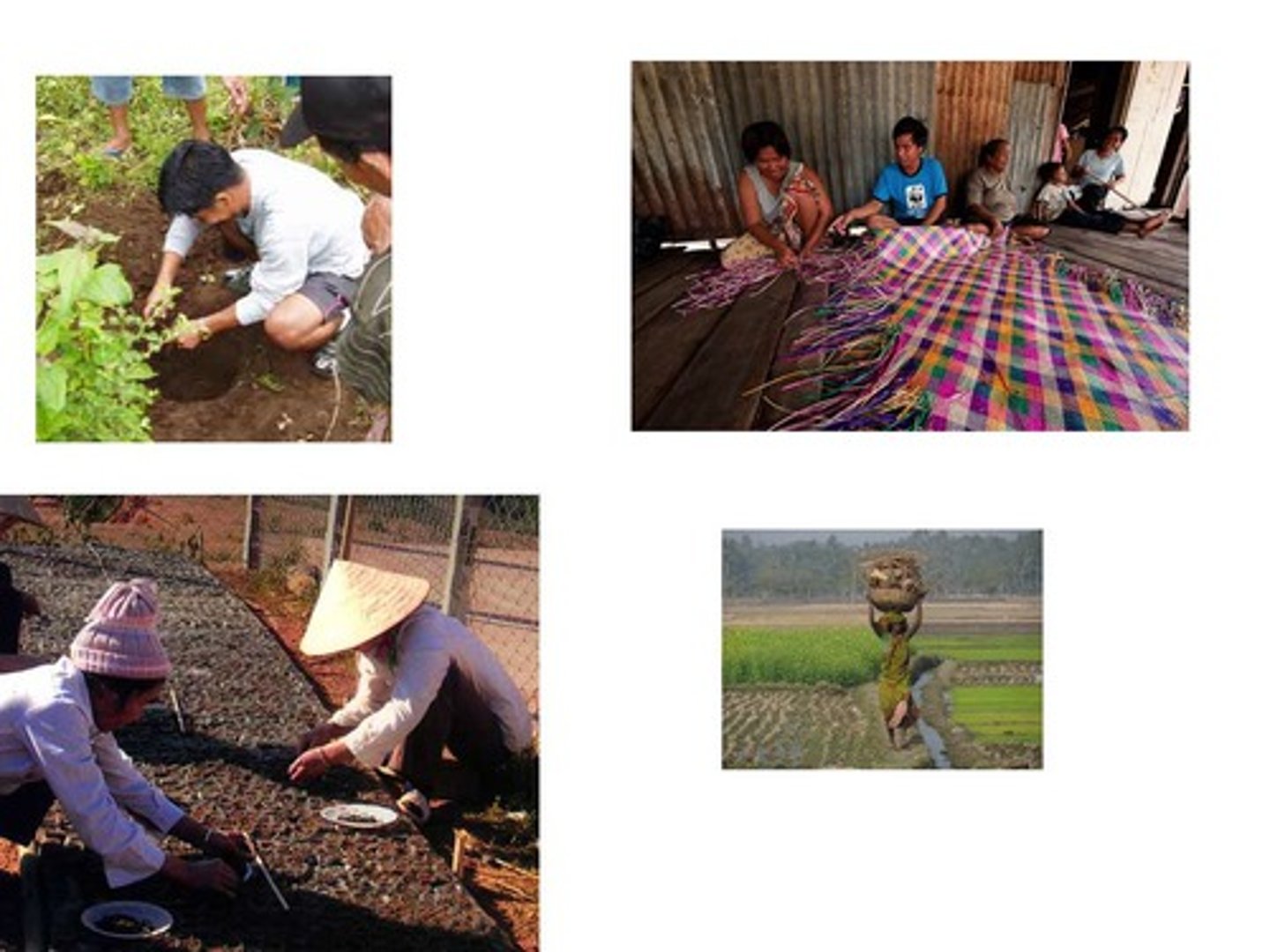 <p>livelihood, live foundation</p>