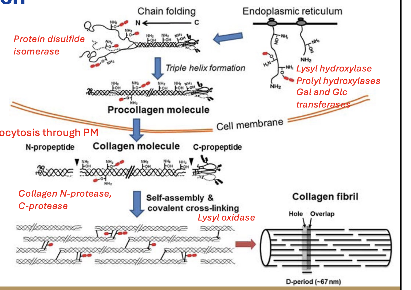 <p>Collagen synthesis:</p><ol><li><p>Protein undergoes 2 post-translational modifs: hydroxylation and glycosylation</p></li><li><p>Protein disulfide isomerases then rearrange disulfide bonds to allow for triple helix formation.</p></li><li><p>Exocytosis out of cell</p></li><li><p>N and C proteases remove N and C terminal peptides to allow for self-bundling of collagens.</p></li><li><p>Lysyl oxidase creates lysine crosslinks for strength.</p></li></ol><p></p>