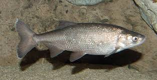 <p><span>Endemic to central </span>California</p>