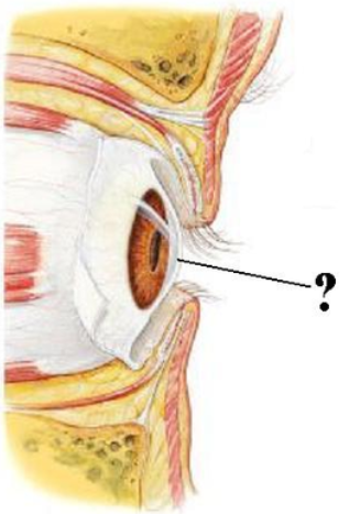 <p><span><span>Identify the indicated layer.</span></span></p>