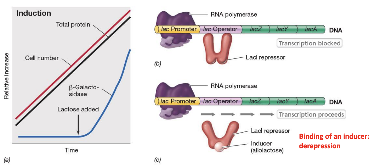 <p>Explain induction / depression of lac operon</p>