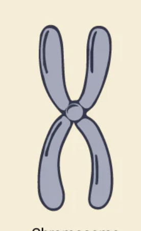 <p>Chromosome </p>