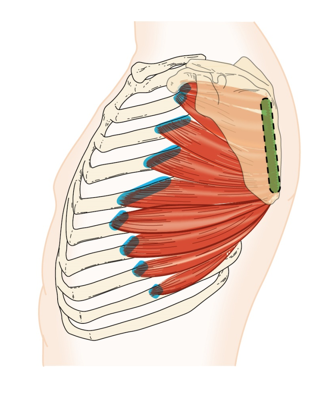 <p>serratus anterior muscle - Action</p>