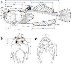 <p>Astroscopus y-graecum</p>