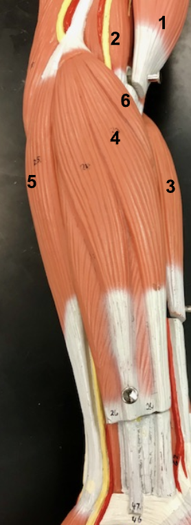 <p>Name numbers 1-5. </p>