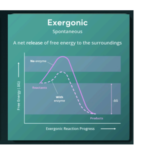 <p>Exergonic </p>