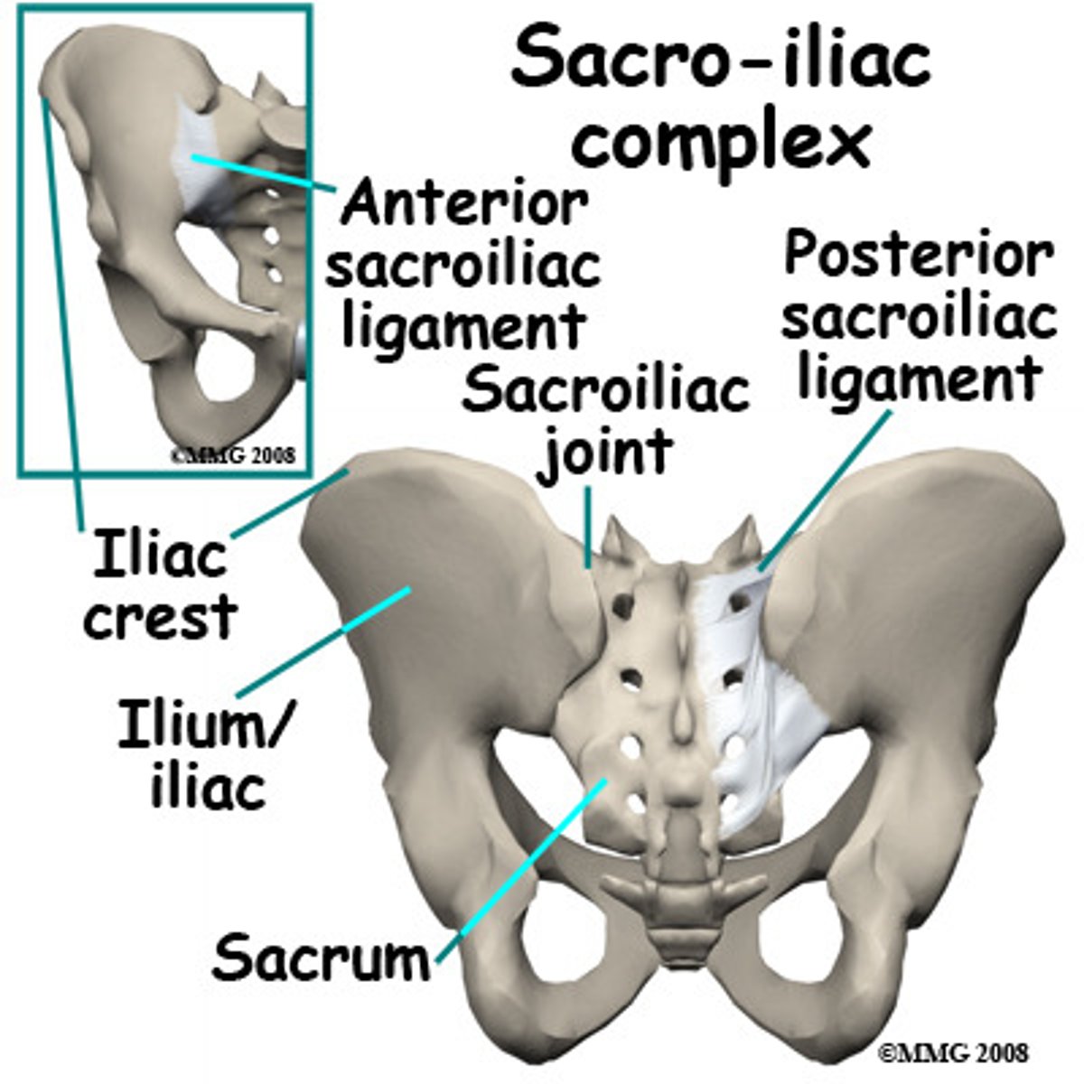 <p>attaches sacrum to ilium</p>