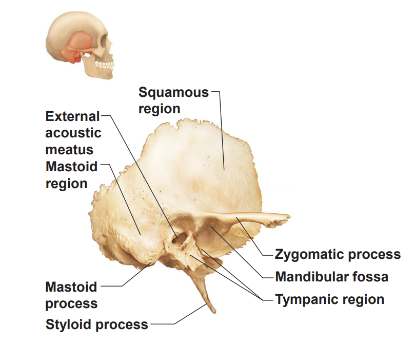 <p>mandibular fossa is where the mandibular condyle articulates</p>
