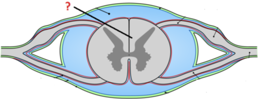 Whitish nervous tissue of the CNS consisting of neurons and their myelin sheaths.
