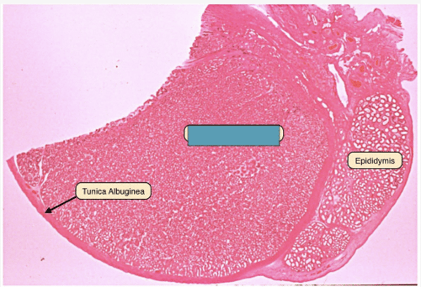 <p>Identify the structure</p>
