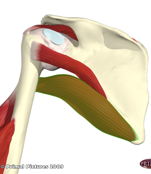 <p>origin: inferior angle and the adjacent lateral border of the scapula</p><p>Insertion: medial lip of the intertubercular groove</p><p>Action: extension, medial rotation and adduction</p>