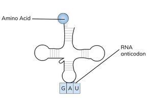 <ul><li><p>involved in translation</p></li><li><p>carries the amino acids that are used to make proteins to the ribosomes</p></li><li><p>tRNA is a single polynucleotide strand that’s folded into clover shape.</p></li></ul><ul><li><p>hydrogen bonds between specific base pairs that hold the molecule in this shape</p></li><li><p>every tRNA molecule has a specific sequence of 3 bases at one end called an anticodon</p></li></ul><ul><li><p>they also have an amino acid binding site at the other end</p></li></ul><p></p>