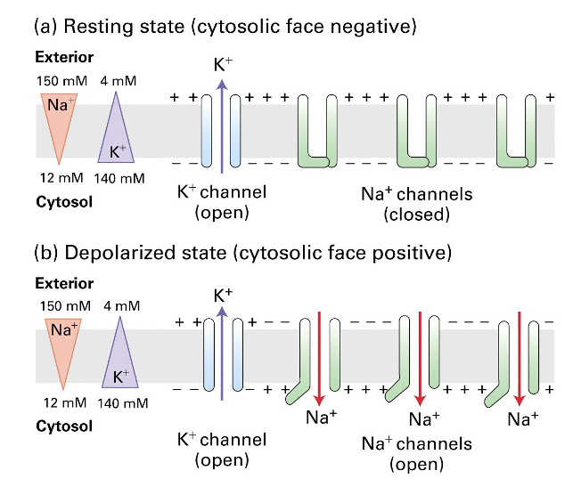 <ul><li><p>Na<sup>+</sup>&nbsp;entry is the most common cause of depolarization</p></li><li><p>Limited Na<sup>+</sup>&nbsp;leak channels</p></li><li><p>Entry of Na<sup>+</sup>&nbsp;is typically regulated</p><ul><li><p>Ligand-gated Na<sup>+</sup>&nbsp;or voltage-gated Na<sup>+&nbsp;</sup>channels</p></li></ul></li></ul><p></p>