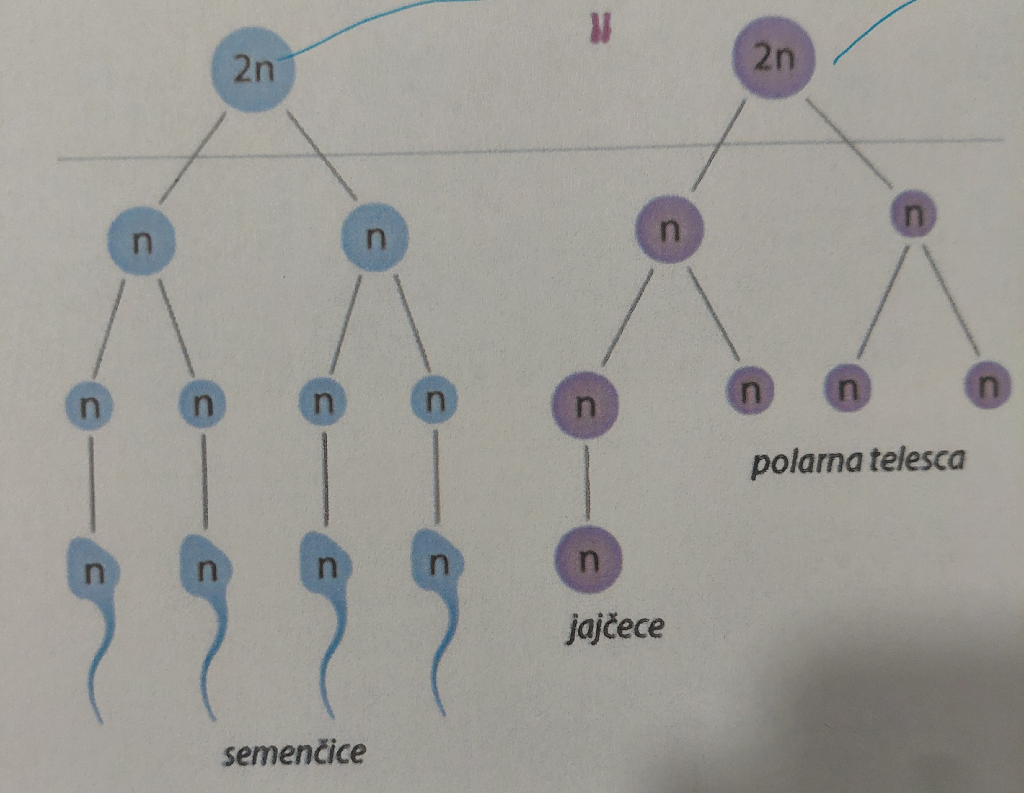 <p>opine razlike med spermatogenezo in oogenezo</p>