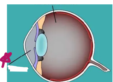 <p>clear, thin, watery</p>