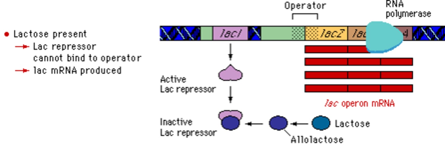 <p>A metabolite of lactose ("allolactose") binds to the repressor protein, causing it to fall off the operator gene. This allows the RNA polymerase to transcribe the lac operon genes.</p>