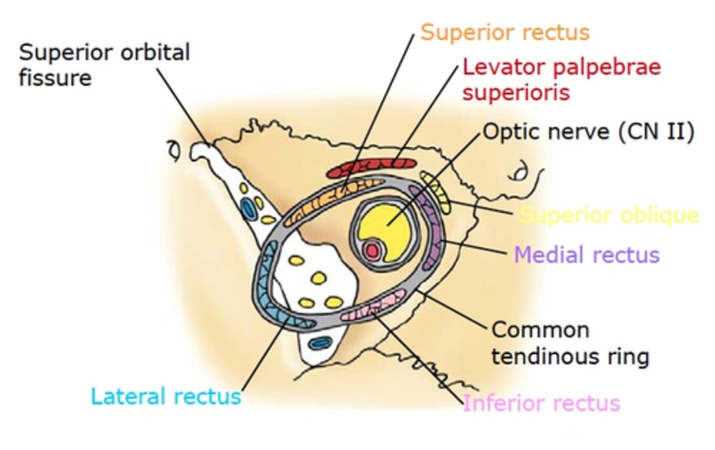 <p>Annulus of Zinn</p>