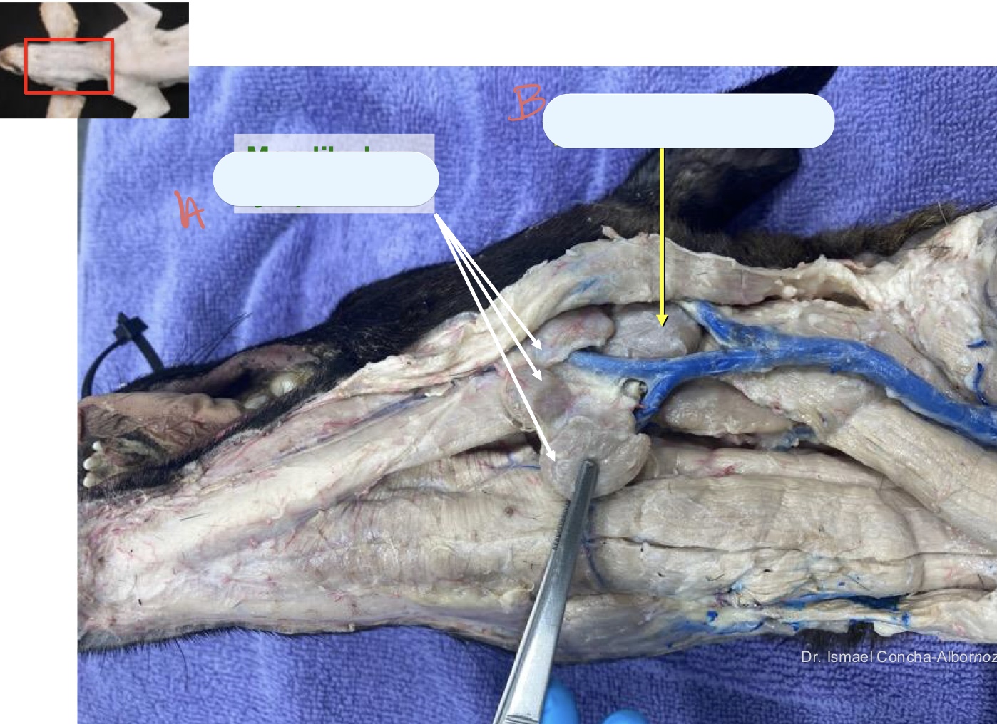<p>Name the structure(s) indicated by a and b.</p>