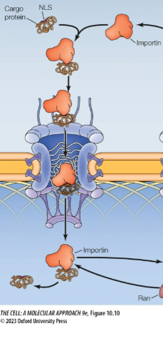 <p>Nuclear import receptor</p><p>In the cytosol, importins bind: NLs of cargo then outer NPC cytoplasmic filaments</p><p>Transported thru pore/channel proteins</p><p>At the nuclear side of the envelope, importin releases cargo protein into the nucleus</p>