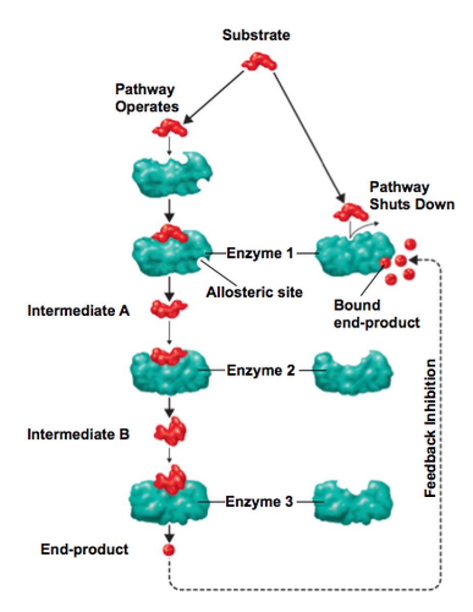 <p>Metabolic pathways have a site of regulation that corresponds to the rate limiting step</p><p>allosteric modulation: reversible</p><p>Enzyme has 2 sites, one for the modulator</p><p>ie. enzyme C (modulator) will acculumate and then will feedback to B (instead of all being used to form D)</p><p>Conformation change that is due to allosteric modulation</p><p>**Law of Mass Action</p><p>End product inhibition: feeds all the way back to the 1st enzyme</p>