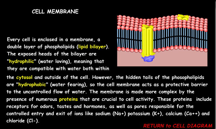 <p><span>The cell membrane's primary function is to </span><mark data-color="unset" style="background-color: unset; color: inherit;">act as a </mark><strong><mark data-color="unset" style="background-color: unset; color: inherit;">protective barrier</mark></strong><mark data-color="unset" style="background-color: unset; color: inherit;"> that separates the cell's interior from its external environment, while also </mark><strong><mark data-color="unset" style="background-color: unset; color: inherit;">regulating the passage of substances in and out of the cell</mark></strong></p>