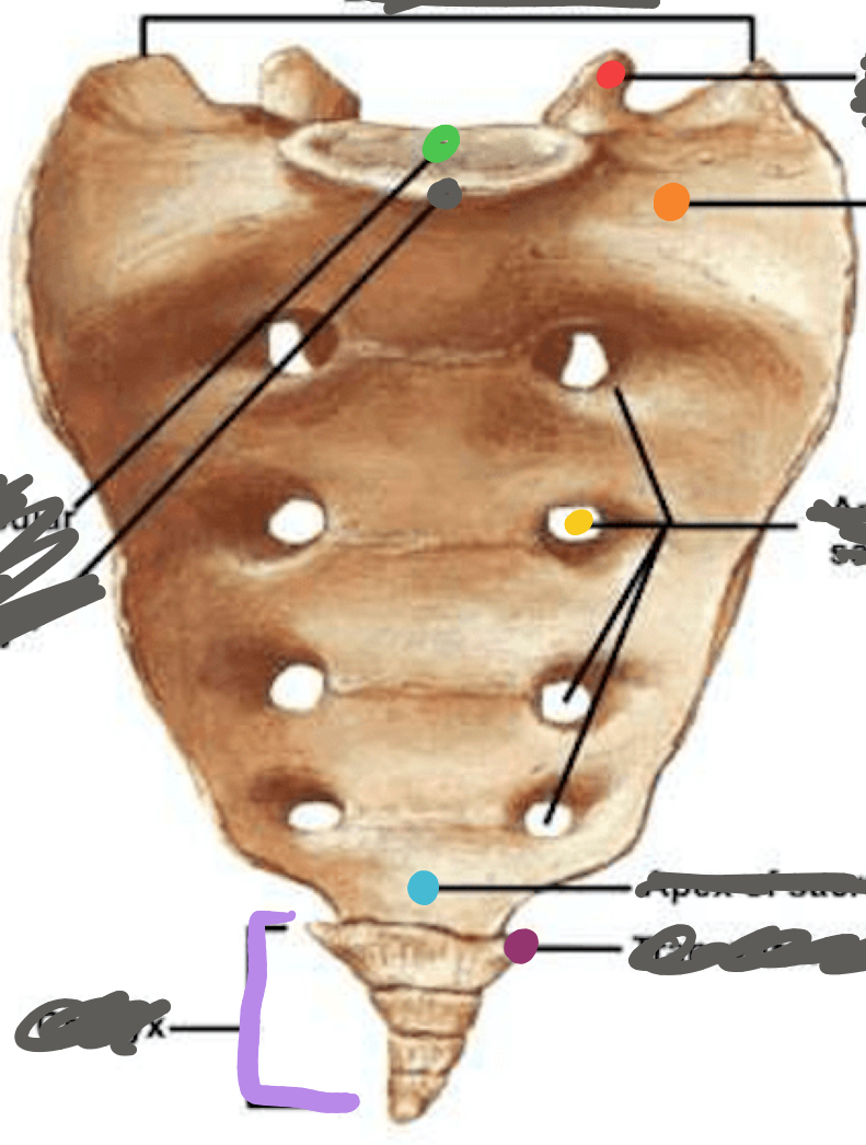 <p>What is the light purple structure?</p>