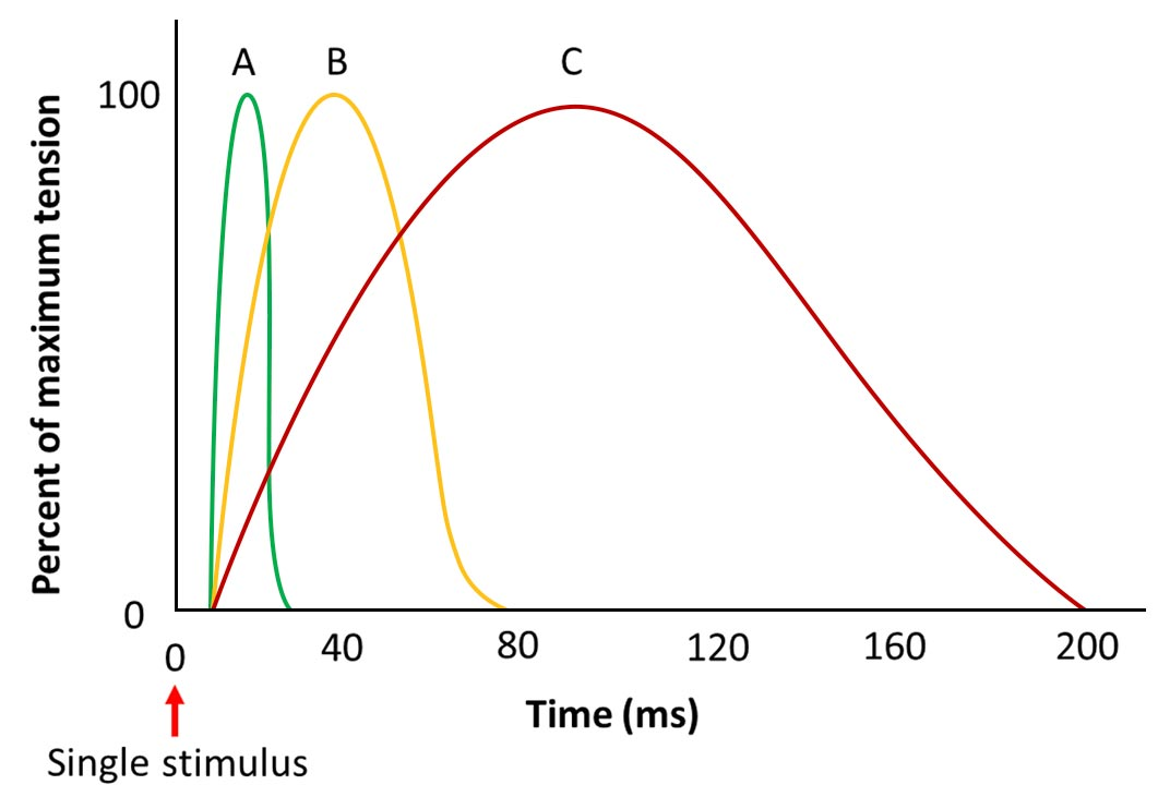 <p>*which will be able to reach complete tetanus?</p>