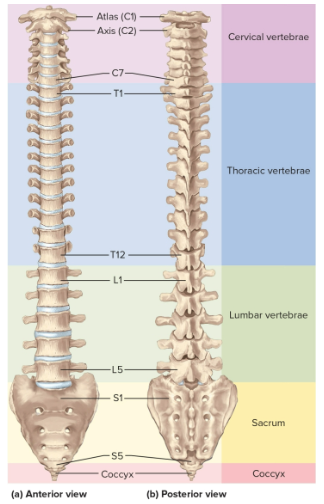<p>Vertebral regions</p>