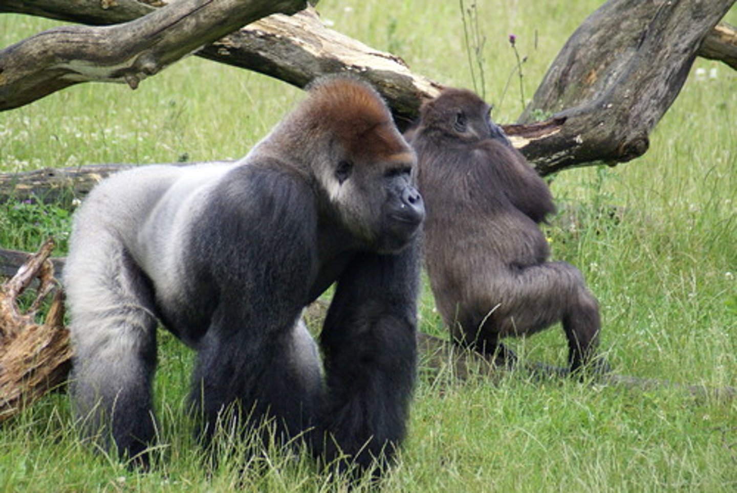 <p>-Gorillas<br>-largest of the apes <br>-terrestrial, knuckle walkers<br>-live in small groups <br>-folivores (eat leaves)</p>
