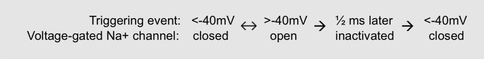 <ul><li><p>the membrane briefly becomes more permeable to sodium than potassium</p></li><li><p>Sodium ions are 15x more concentrated outside the cell than inside, so they want to enter a neuron due to diffusion and electrostatic pressure</p></li><li><p>Sodium ions keep entering until the membrane potential reaches +60 mV, at which point the forces of diffusion and electrostatic pressure acting on Na+ cancel out </p></li><li><p>Although, they are never able to reach that value because they get clogged. In the ½ millisecond they are open, the membrane portential reaches +40 mV</p></li></ul><p></p><p></p>