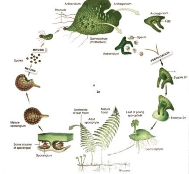 <p>identity life cycle </p>