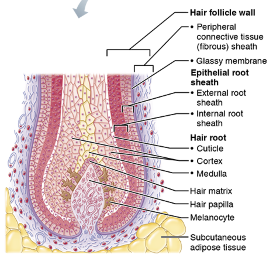 <p>Organ that form hair</p>