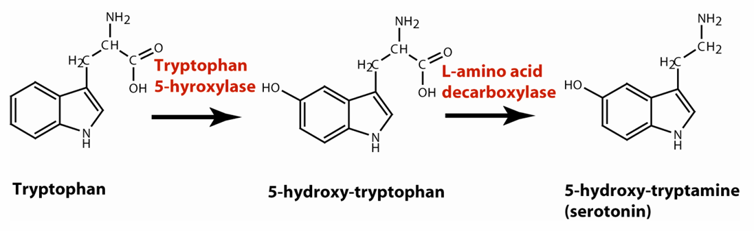 <ul><li><p>type of  Biogenic amines</p></li><li><p>Serotonin and histamine</p></li><li><p>Serotonin synthesized from amino acid tryptophan; histamine synthesized from amino acid histidine</p></li></ul><p></p>