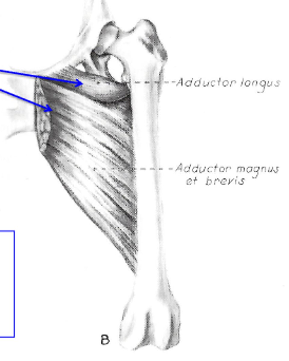 <p>Origin of adductor:</p>