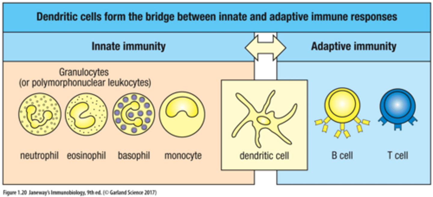 <p>bridge</p>
