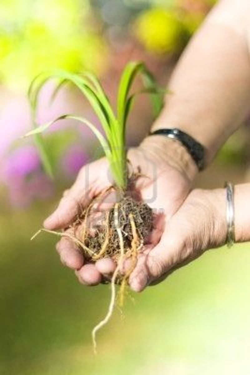 <p>to encourage the development of something</p><p>/trau dồi/</p><p>= promote /thúc đẩy/, nurture /nuôi dưỡng/</p><p>&gt;&lt; discourage /ngăn cản/, inhibit /kìm hãm/</p>