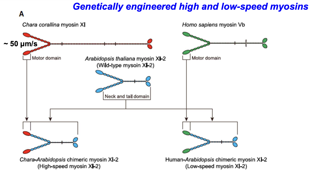 <p>Motor domains of Arabidopsis myosin XI were replaced with fast (Chara) or slow (human myosin Vb) myosins.</p><p></p><p>*Myosin XI is same in algae and higher order plants, but velocity differs.</p>