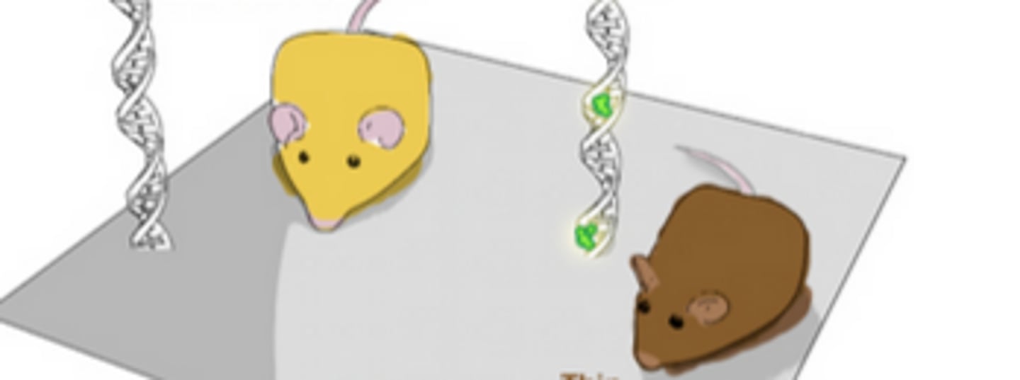 <p>transposon; 5.4 kilobases (kb) in size</p><p>inserted upstream of the normal hair-specific promoter of the Agouti allele's</p>
