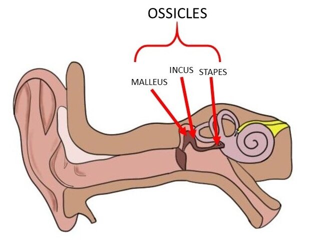 <p>malleus, incus, stapes - small bones in middles ear that transmit air vibrations from outer ear to inner to be processed as sound</p><ul><li><p>act like levers - even out the weight from tupanic membrane (factor of 1.3)</p></li></ul><p></p>