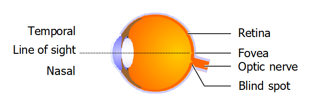 <p>The photoreceptors are densely packed into the macula which is a central disc and also into the fovea.</p><p>Fovea is used for detailed vision.</p><p>Under the fovea is a blind spot with no receptors. This is where axons with the visual information leave the eye and form the optic nerve. </p><p>Not noticeable normally because objects in one eye’s blind spots are not in the other eye’s blind spots and your brain fills in the gap. </p>
