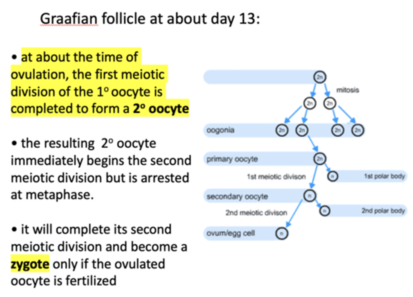 <p>ovulation</p>