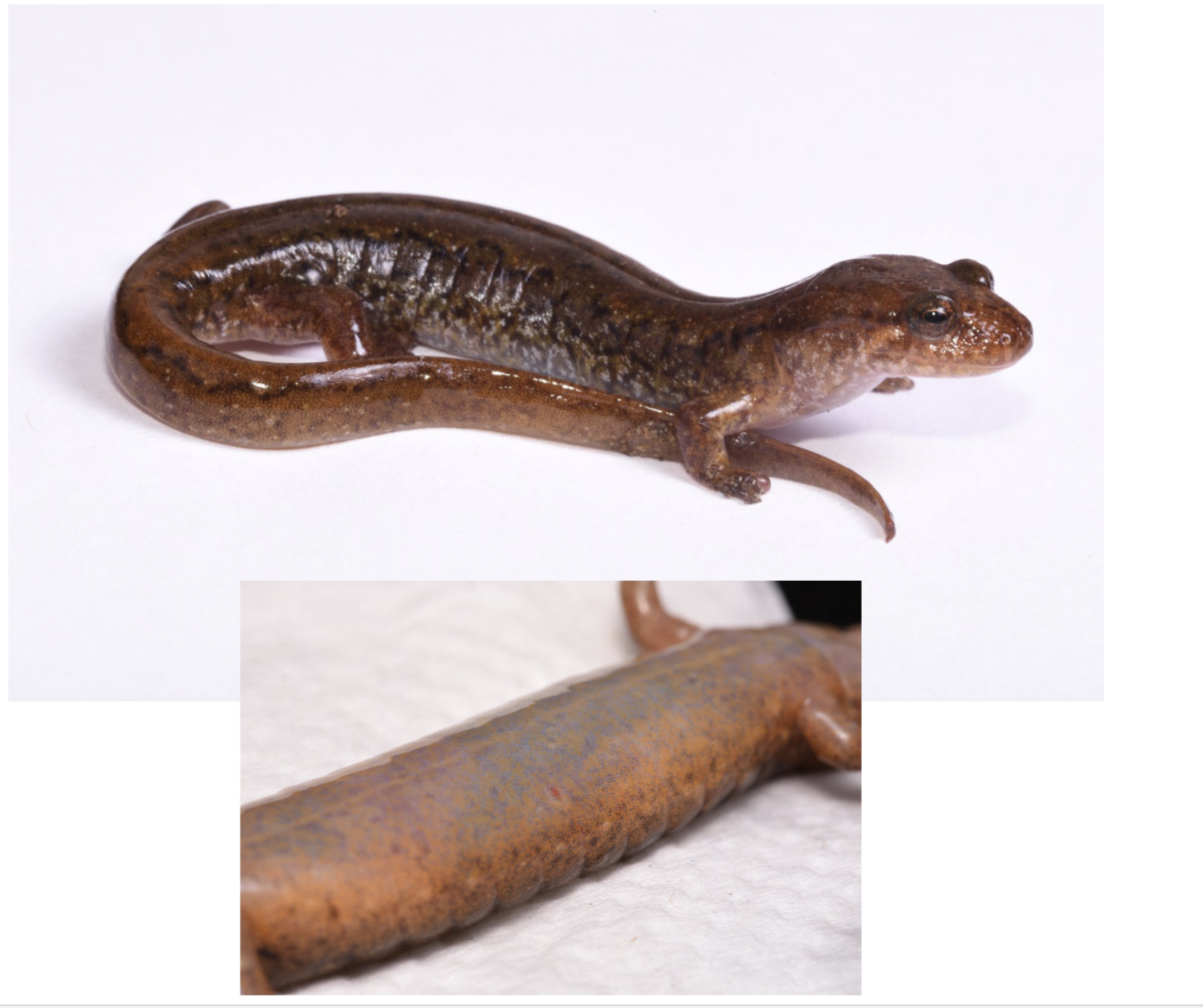 <p>keeled tail, mottling on belly</p>