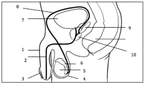 <p><span>Number 6 on the diagram</span></p>