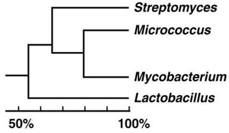 <p><span>In the cladogram shown in the figure above, which two organisms are most closely related?</span></p>
