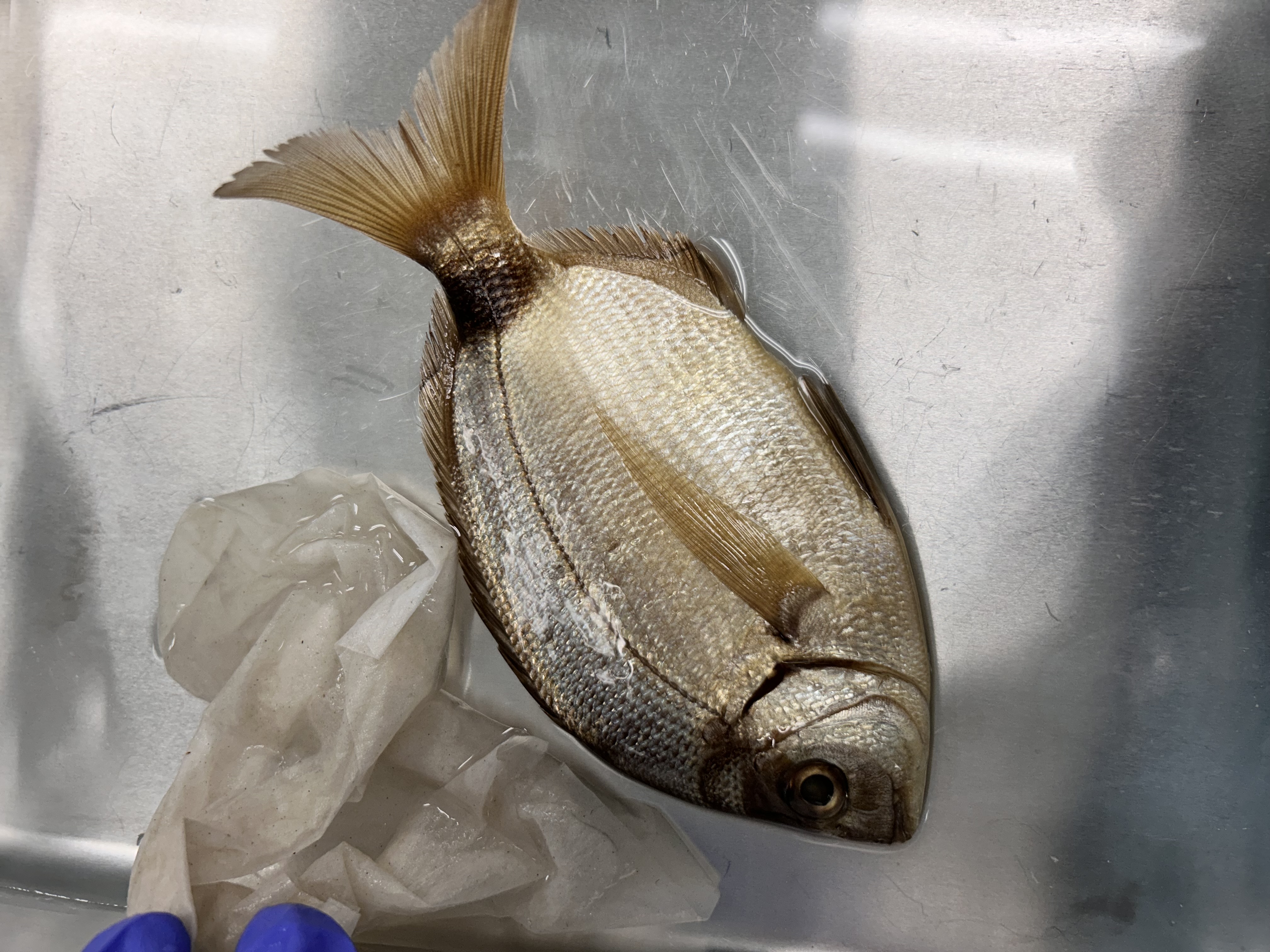 <p>spottail pinfish</p>